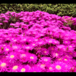 トンネルで轢かれそうになりながら、奇異な博物館へ／東伊豆徒歩縦断２日目