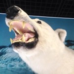 六日目にして初めて阿寒湖を観光した